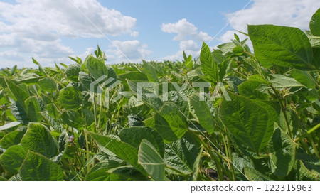 Field Of Green Soybeans. Soybean Pods On Plant. Agricultural Soy Plantation Background. Green Cultivated Soy Bean Plants In Field. Field Of Green Soybeans. Soybean Pods On Plant. Agricultural Soy Plantation Background. Green Cultivated Soy Bean Plants In Field. 122315963