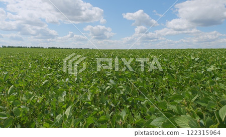 Green Soybeans In A Farmers Field. Soybean A Plantation. Glycine Max. Growing Crops. Field Soybeans In Early Autumn. 122315964