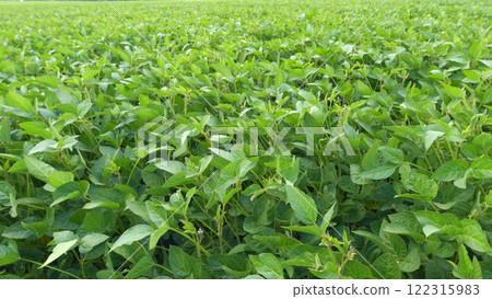 Ecological Planet Protection Concept. Young Soy Plants. Green Soybean Field. Sustainable Soybean Field. Ecological Planet Protection Concept. Young Soy Plants. Green Soybean Field. Sustainable Soybean Field. 122315983