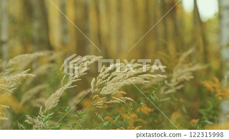 Dry Reed Growing Outdoors At Sunset. Decorative Wild Reeds. Stalks Blowing In Wind At Golden Sunset. Gimbal shot. Dry Reed Growing Outdoors At Sunset. Decorative Wild Reeds. Stalks Blowing In Wind At Golden Sunset. Gimbal shot. 122315998