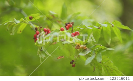 Branches Of Rowan Tree Densely Covered With Clusters Of Bright Red Berries And Green Leaves. Rowan Tree With Orange Red Berries Growing In Autumn Park. Branches Of Rowan Tree Densely Covered With Clusters Of Bright Red Berries And Green Leaves. Rowan Tree With Orange Red Berries Growing In Autumn Park. 122316011