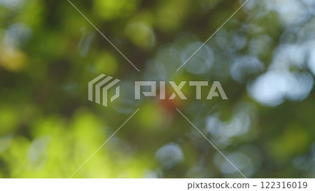 Beautiful Sunlight In Forest. Deciduous Trees In A Mixed Forest In Summer Season. Concept Nature Or Oxygen, Climate Change. Bokeh. 122316019
