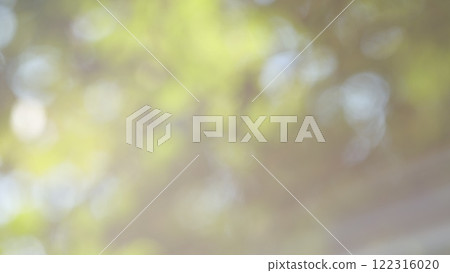 Forest Is A Natural Resource And Place For Recreation. Rich Green Leaves Of A Tree Waving. Travel Vacation Nature Concept. Bokeh. 122316020