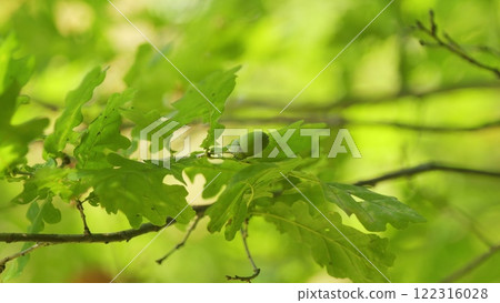 Oak Tree Branch With Leaves And Raw Acorn Fruits In Nature. Fruit Of Oak When It Matures Before Leaf Falls. Oak Tree Branch With Leaves And Raw Acorn Fruits In Nature. Fruit Of Oak When It Matures Before Leaf Falls. 122316028