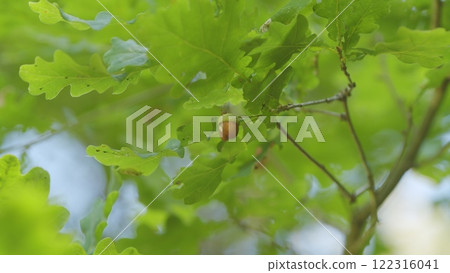 Oak Leaves And Seeds Are Hanging On A Branch. Early Autumn Beginning Acorns With On Branch Leaves. 122316041