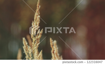 Background From Dry Reed In Sunset Light. Dry Fluffy Reed. Golden Reed Grass In Fall In Sun. Reed Layer. 122316047