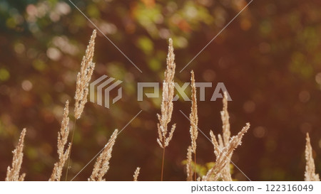 Dry Pampas Grass At Sunset Light Outdoors. Fantastic Sunset Landscape. Dry Autumn Grass. Vivid Sunset Evening Light. Dry Pampas Grass At Sunset Light Outdoors. Fantastic Sunset Landscape. Dry Autumn Grass. Vivid Sunset Evening Light. 122316049