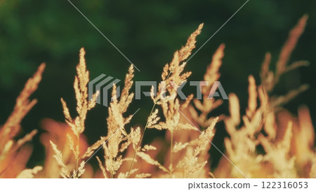 Reed In Wetlands Shining On A Golden Morning Sun. Abstract Natural Background. Nature Background. 122316053