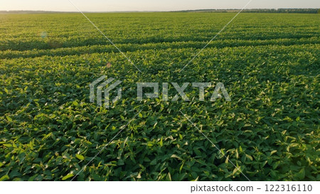 Young Soybean Sprouts On Field. Soybean Plantation A Field Green Bean Plant. Soybean Soy Field Of Green Plants A General Plan Nature Agriculture. 122316110