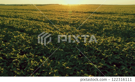 Cultivated Soybean Field Ripening At Summer Season. Seedling Are Growing In Soil With Backdrop Of Sunlight. Green Fields In Summer. Cultivated Soybean Field Ripening At Summer Season. Seedling Are Growing In Soil With Backdrop Of Sunlight. Green Fields In Summer. 122316111