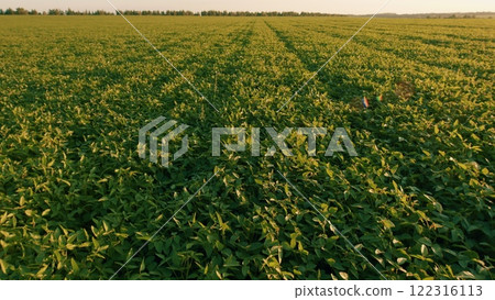 Field Showcasing Healthy Soybean Leaves. Agricultural Landscape. Business Farming Concept. Beautiful Soybean Field. 122316113