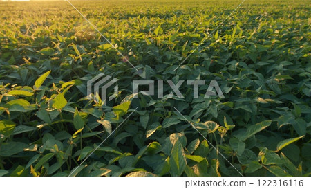 Soybean Leaves Glowing Sunset Light. Soybean Field Ripening At Spring Season. Plantation A Soybean Field Green Bean Plant. Soybean Leaves Glowing Sunset Light. Soybean Field Ripening At Spring Season. Plantation A Soybean Field Green Bean Plant. 122316116
