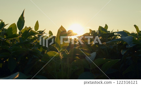 Field Showcasing Healthy Soybean Leaves. Agricultural Landscape. Business Farming Concept. Beautiful Soybean Field. 122316121