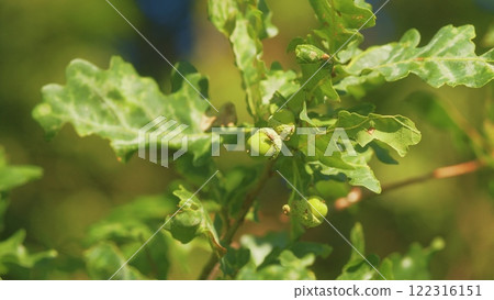 Green Foliage Of Oak Shakes With Wind. Oak Branch With Green Leaves And Brown Acorns On A Sunny Day. Close Up. Green Foliage Of Oak Shakes With Wind. Oak Branch With Green Leaves And Brown Acorns On A Sunny Day. Close Up. 122316151