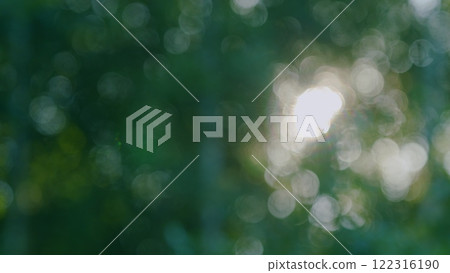 Sky Through Trees. Sun Shines Into Camera Through Green Leaves On Tree Branches Swaying In Wind. Green Foliage Of Tree And Bright Sunlight Bursting Through Leaves. Bokeh. 122316190