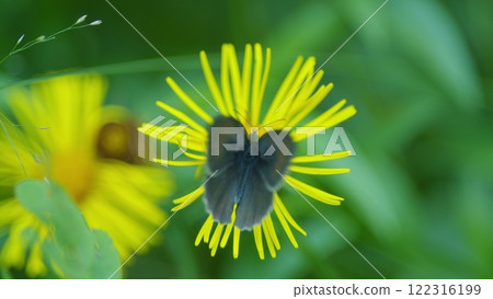 Meadow Brown Or Maniola Jurtina Butterfly. Common Throughout Europe. 122316199