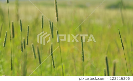 Wind Gently Sways Grass Stalks. Field In Summer With Tall Grass. Spring Morning In Nature. Tranquil Field. Summer On Lawn. Slow motion. Wind Gently Sways Grass Stalks. Field In Summer With Tall Grass. Spring Morning In Nature. Tranquil Field. Summer On Lawn. Slow motion. 122316206