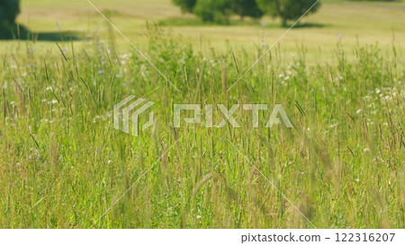 Tall Green Grass Moving In Wind. Meadow Tall Grass And Wild Flowers In Sunlight. Beautiful Green And Tall Grass Grows In Meadow. Slow motion. Tall Green Grass Moving In Wind. Meadow Tall Grass And Wild Flowers In Sunlight. Beautiful Green And Tall Grass Grows In Meadow. Slow motion. 122316207