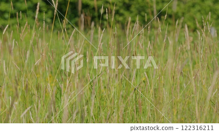Tall Green Grass Moving In Wind. Meadow Tall Grass And Wild Flowers In Sunlight. Beautiful Green And Tall Grass Grows In Meadow. Slow motion. Tall Green Grass Moving In Wind. Meadow Tall Grass And Wild Flowers In Sunlight. Beautiful Green And Tall Grass Grows In Meadow. Slow motion. 122316211
