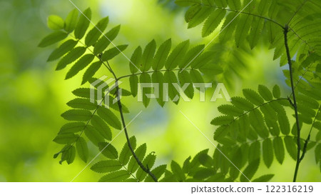 Beautiful Sunlight In Forest. Deciduous Trees In A Mixed Forest In Summer Season. Concept Nature Or Oxygen, Climate Change. 122316219