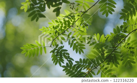 Travel Vacation Nature Concept. Green Forest In Rays Of Rising Sun. Beautiful Canopy. Beautiful Summer Morning In Forest. Travel Vacation Nature Concept. Green Forest In Rays Of Rising Sun. Beautiful Canopy. Beautiful Summer Morning In Forest. 122316220