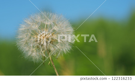 Freedom To Wish. Dandelion Seeds Against Natural Background. Evening Breeze Sway Soft White Seeds On A Dandelion Blossom At Sunset. 122316233