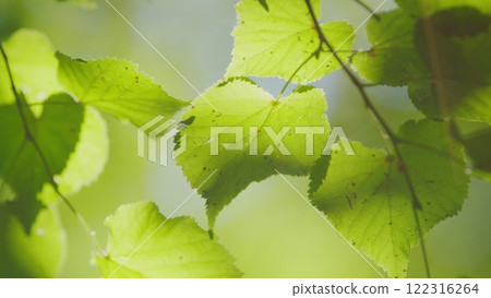 Beautiful Sunlight In Forest. Deciduous Trees In A Mixed Forest In Spring Season. Concept Nature Or Oxygen, Climate Change. Gimbal shot. 122316264