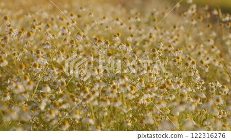 Delicate Field Chamomile Are Swaying In Wind. Summer Nature Footage Background. Flower Swaying In Wind. Spring Steppe. Field Of White Chamomile In Wind Swaying. Slow motion. Delicate Field Chamomile Are Swaying In Wind. Summer Nature Footage Background. Flower Swaying In Wind. Spring Steppe. Field Of White Chamomile In Wind Swaying. Slow motion. 122316276