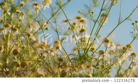 Field Of White Chamomile In Wind Swaying. Chamomile Meadow In Summer. Summer Season Nature. Delicate Field Sway In Wind. Gimbal shot. 122316278