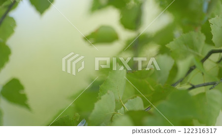 Beautiful Summer Morning In Forest. Moving In Spring Forest. Beautiful Sunny Morning In Green Forest. Green Trees In Forest. Steadicam Shot. 122316317