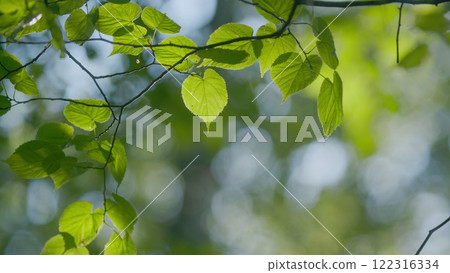 Travel Vacation Nature Concept. Green Forest In Rays Of Rising Sun. Beautiful Canopy. Beautiful Summer Morning In Forest. Gimbal shot. 122316334