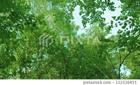 Fresh Green Leaves On A Tree Sway In Wind. Summer Sun Tree Branch Background Nature Landscape. Summer In European Nature. 122316455