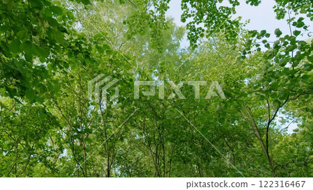 Majestic Tree In Woods With Fresh Green Foliage Of Summer Season. Trees With Shadows And Sunshine. Gimbal shot. Majestic Tree In Woods With Fresh Green Foliage Of Summer Season. Trees With Shadows And Sunshine. Gimbal shot. 122316467