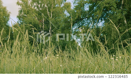 Wind Gently Sways Grass Stalks. Field In Summer With Tall Grass. Spring Morning In Nature. Tranquil Field. Summer On Lawn. Slow motion. 122316485
