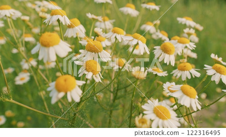 Wild Flowers Growing On Meadow And Sway Gently In Breeze On Lush Summer Meadow. Concept Of Spring Coming Nature. Spring Vibes. Slow motion. Wild Flowers Growing On Meadow And Sway Gently In Breeze On Lush Summer Meadow. Concept Of Spring Coming Nature. Spring Vibes. Slow motion. 122316495