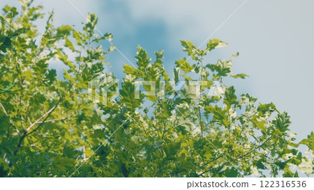 Tree Branches In Spring Season. Young Green Leaves On Tree In Spring. Spring Has Come. Slow motion. 122316536