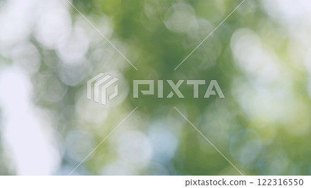 Fresh Green Leaves On A Tree Sway In Wind. Summer Sun Tree Branch Background Nature Landscape. Summer In European Nature. Bokeh. 122316550
