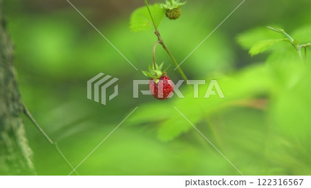 Strawberry Plantation. Bush Of Red Berries Strawberries. Strawberry In Forest Sways In Wind. Bush Of Strawberries. Beautiful Strawberry Red Berries In Forest On Sunny Background. Slow motion. 122316567