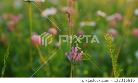 Daisy Flower On Green Meadow. Sunny Day. White Daisy And Pink Clovers Flowers In A Field Of Green Grass Sway In Wind At Sunset. Flowers For Medicinal And Cosmetic Purposes. Steadicam Shot. Daisy Flower On Green Meadow. Sunny Day. White Daisy And Pink Clovers Flowers In A Field Of Green Grass Sway In Wind At Sunset. Flowers For Medicinal And Cosmetic Purposes. Steadicam Shot. 122316610