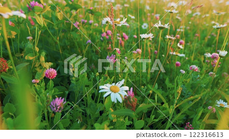 Wild Flower Meadow Or Botany And Biology. Summer Floral Landscape With Chamomile Flowers And Clover. Spring Flowers And Biology Concept. Close Up. Wild Flower Meadow Or Botany And Biology. Summer Floral Landscape With Chamomile Flowers And Clover. Spring Flowers And Biology Concept. Close Up. 122316613