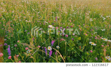 Daisies And Clover Plants Swaying On Wind. Beautiful European Meadow. Beautiful Bright Background With Wild Flowers. Morning Field With Flowers And Grass. Gimbal shot. Daisies And Clover Plants Swaying On Wind. Beautiful European Meadow. Beautiful Bright Background With Wild Flowers. Morning Field With Flowers And Grass. Gimbal shot. 122316617