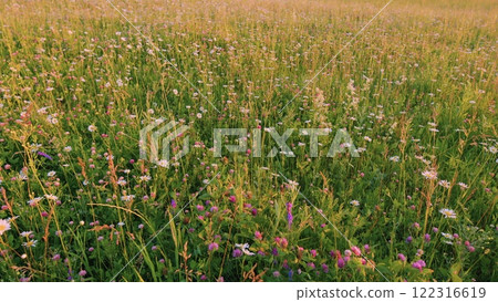 Beautiful European Meadow With Daisies And Clovers. Huge Summer Meadow With Colorful Flowers. Beautiful Wild Flowers Growing Outdoor In Sunny Morning Summer Meadow. Gimbal shot. Beautiful European Meadow With Daisies And Clovers. Huge Summer Meadow With Colorful Flowers. Beautiful Wild Flowers Growing Outdoor In Sunny Morning Summer Meadow. Gimbal shot. 122316619