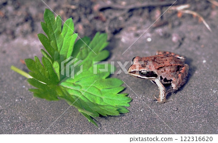 A cane toad, Rhinella marina or Bufo marinus, on a lawn. 122316620