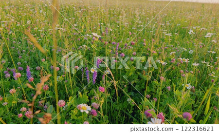 Amazing Natural View. Beautiful Green Summer Meadow With Wild Flowers Used In Folk Medicine. Enjoying Daisies And Clovers. Pollen And Flowers. Gimbal shot. Amazing Natural View. Beautiful Green Summer Meadow With Wild Flowers Used In Folk Medicine. Enjoying Daisies And Clovers. Pollen And Flowers. Gimbal shot. 122316621