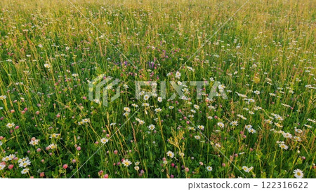 Chamomile And Pink Clover In Green Grass. Meadow With Wild Flowers Shows Different Flowers In All Colors Swinging In Slow Wind. Spring Flowers And Biology Concept. Gimbal shot. 122316622