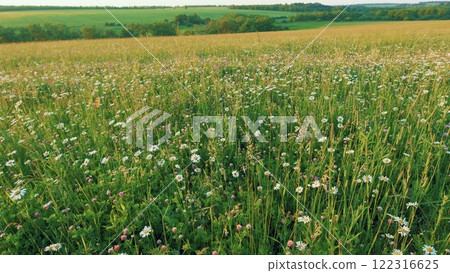 Chamomile And Other Wildflowers At Sunset. Floral Background Illuminated By Golden Evening Sun. Beautiful Clovers Field At Sunset. Meadow Herbs. Clover And Chamomile.Moves slowly. 122316625
