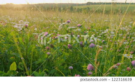 Daisy Flower On Green Meadow. Sunny Day. White Daisy And Pink Clovers Flowers In A Field Of Green Grass Sway In Wind At Sunset. Flowers For Medicinal And Cosmetic Purposes. Gimbal shot. Daisy Flower On Green Meadow. Sunny Day. White Daisy And Pink Clovers Flowers In A Field Of Green Grass Sway In Wind At Sunset. Flowers For Medicinal And Cosmetic Purposes. Gimbal shot. 122316639