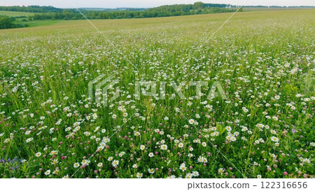 White Chamomiles On Green Grass Background. Swaying With Tall Grass In A Gentle Breeze. Natural Background. Summer Field With Daisies And Pink Clover. Gimbal Stabilize. White Chamomiles On Green Grass Background. Swaying With Tall Grass In A Gentle Breeze. Natural Background. Summer Field With Daisies And Pink Clover. Gimbal Stabilize. 122316656