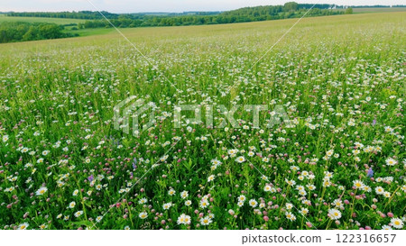 Amazing Natural View. Beautiful Green Summer Meadow With Wild Flowers Used In Folk Medicine. Enjoying Daisies And Clovers. Pollen And Flowers. Gimbal Stabilize. Amazing Natural View. Beautiful Green Summer Meadow With Wild Flowers Used In Folk Medicine. Enjoying Daisies And Clovers. Pollen And Flowers. Gimbal Stabilize. 122316657