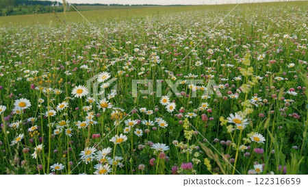 Field Of Clovers And Chamomile Flowers. Spring Flowers And Biology Concept. Natural Landscape With Summer Flowe rs. White Chamomiles On Green Grass Background. Gimbal Stabilize. Field Of Clovers And Chamomile Flowers. Spring Flowers And Biology Concept. Natural Landscape With Summer Flowe rs. White Chamomiles On Green Grass Background. Gimbal Stabilize. 122316659